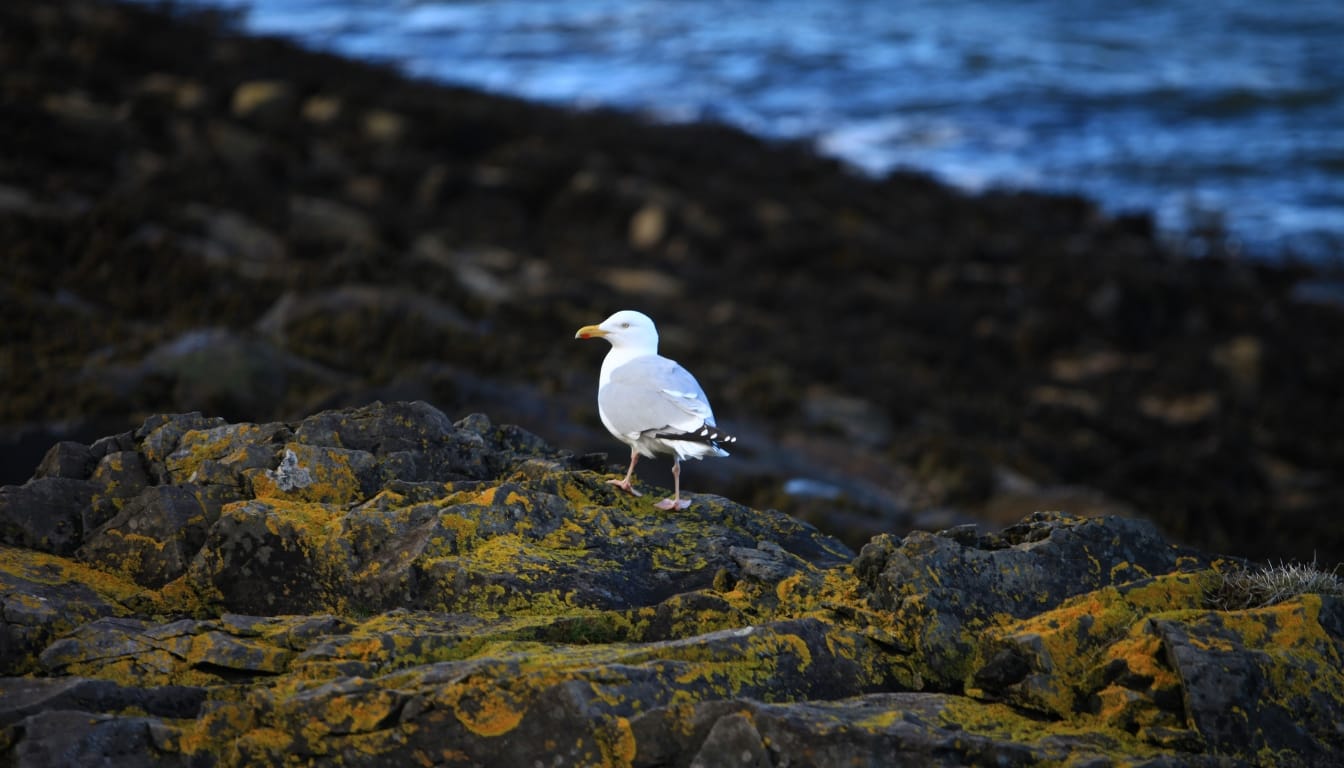Isle of Mull Explore Scotland’s Scenic Beauty